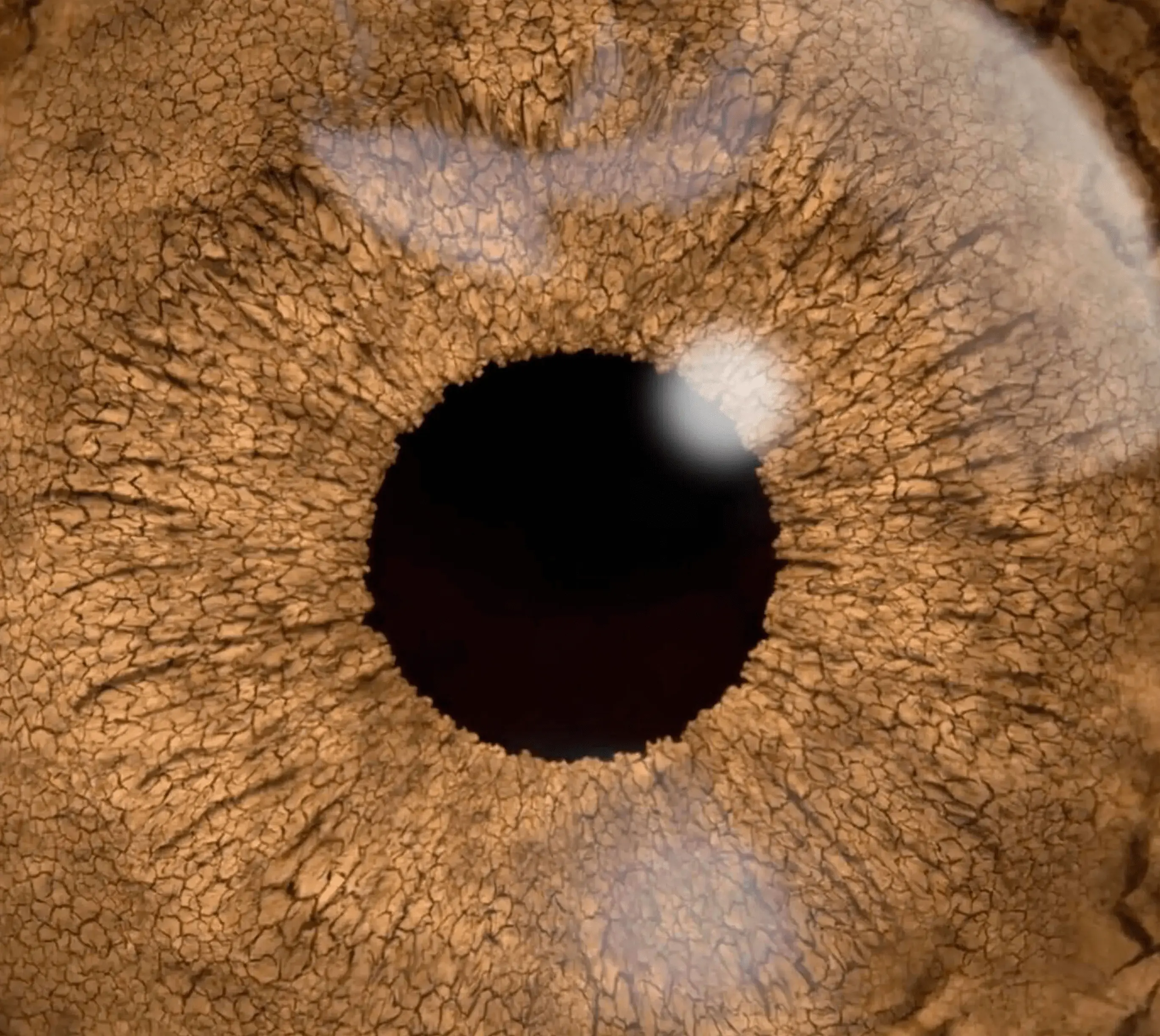eye img